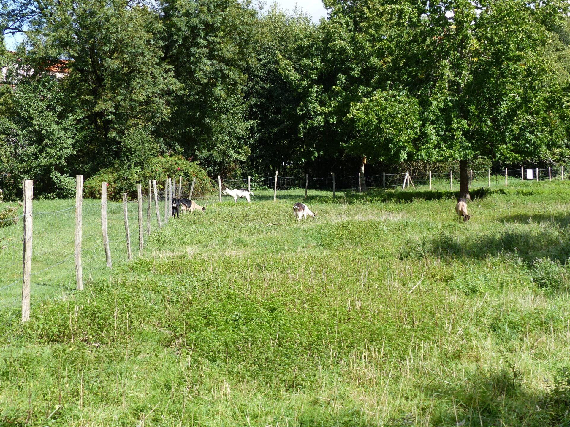 Château-Renault, Ville nature