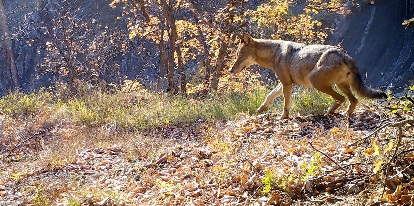 photo film vivre avec les loups