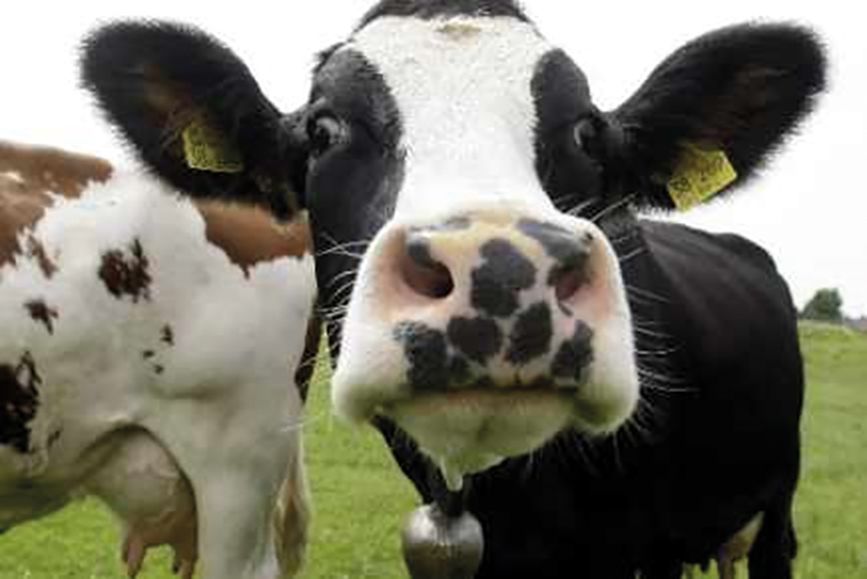 la vache tachetée