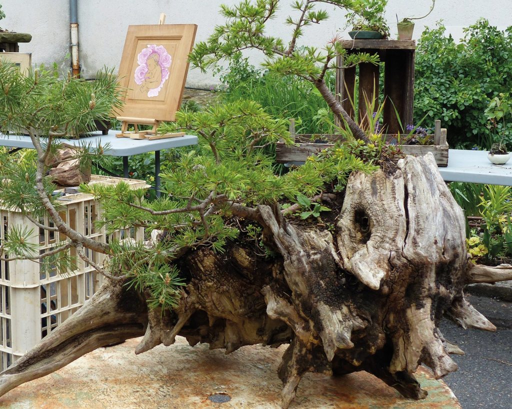 Le murmure des arbres Franck Ficher